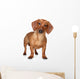Brown Dachshund Wall Decal