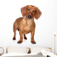 Brown Dachshund Wall Decal