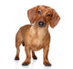 Brown Dachshund Wall Decal