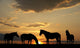 Horses Wall Mural