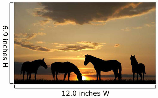 Horses Wall Mural