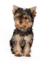 Yorkshire Terrier Puppy Yorkie Wall Decal