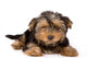 Yorkshire Terrier Puppy Yorkie Wall Decal