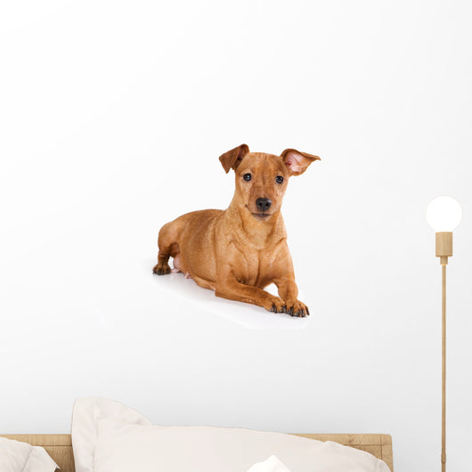 Brown pinscher dog Wall Decal