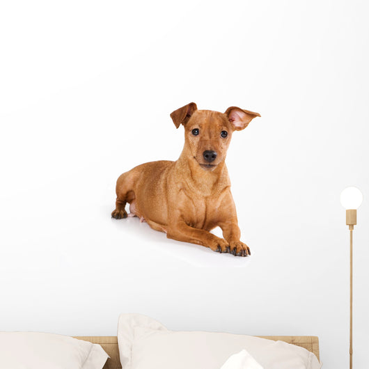 Brown pinscher dog Wall Decal