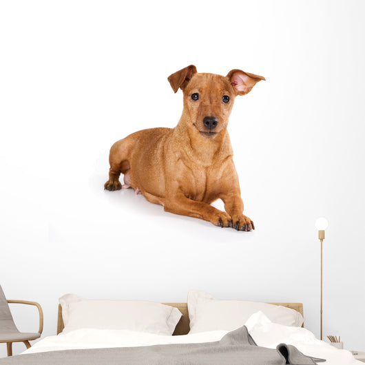 Brown pinscher dog Wall Decal