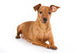 Brown pinscher dog Wall Decal