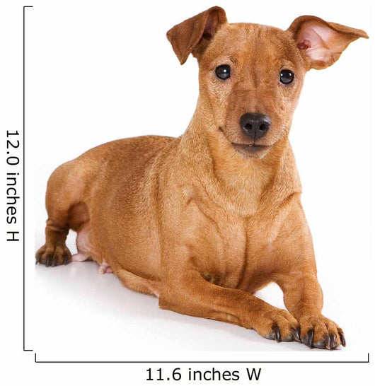 Brown pinscher dog Wall Decal