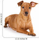Brown pinscher dog Wall Decal