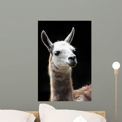Portrait Llama Wall Mural shown on a wall