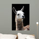 Portrait of a Llama Wall Mural