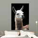 Portrait of a Llama Wall Mural