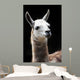 Portrait of a Llama Wall Mural