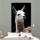 Portrait of a Llama Wall Mural