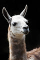 Portrait of a Llama Wall Mural