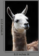 Portrait of a Llama Wall Mural