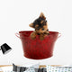 Yorkshire Terrier Wall Decal