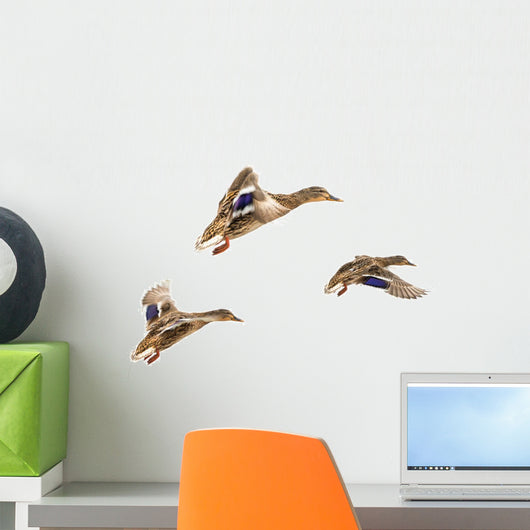 Wild Ducks