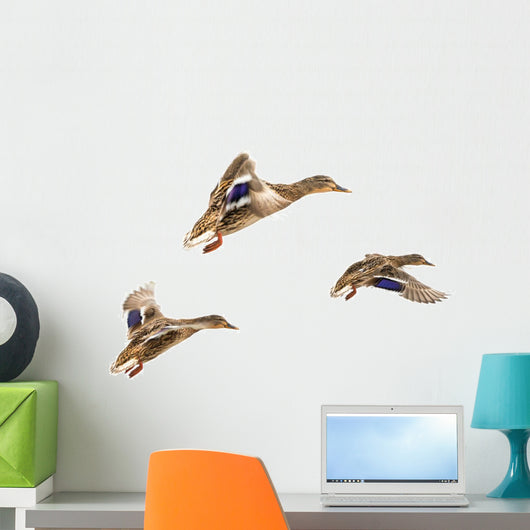 Wild Ducks
