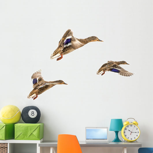 Wild Ducks