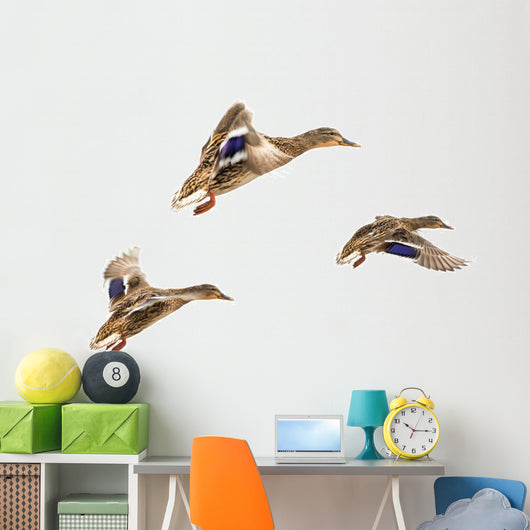 Wild Ducks