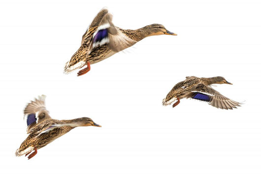 Wild Ducks