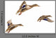 Wild Ducks