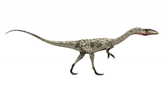 Dinosaurier Coelophysis
