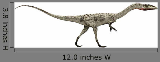 Dinosaurier Coelophysis