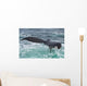 Humpback Whale