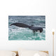 Humpback Whale