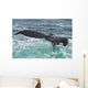 Humpback Whale