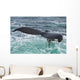 Humpback Whale