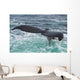 Humpback Whale