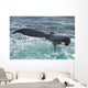 Humpback Whale