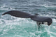 Humpback Whale