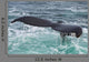 Humpback Whale