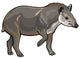 Lowland Tapir Wall Decal