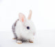 White and Grey Rabbit Wall Decal