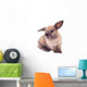 Rabbit isolated on the white. Wall Decal