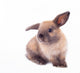 Rabbit isolated on the white. Wall Decal