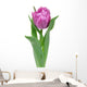 tulip isolated on white background Wall Decal