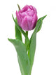 tulip isolated on white background Wall Decal
