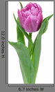 tulip isolated on white background Wall Decal