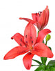 Lily isolated on white background Wall Decal