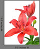 Lily isolated on white background Wall Decal