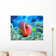 Amphiprion Wall Mural