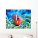 Amphiprion Wall Mural