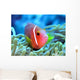 Amphiprion Wall Mural