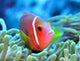 Amphiprion Wall Mural